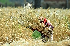 Farmers Works At Barley Field In Jaipur