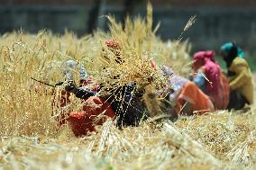 Farmers Works At Barley Field In Jaipur