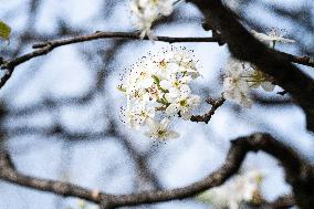 March 14th Chary Blossom Season In Washington DC Is Kicking Off