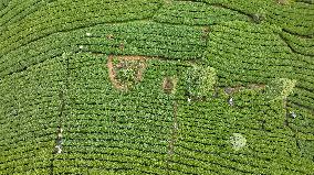 CHINA-GUANGXI-ZHAOPING-TEA-HARVEST (CN)