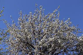 Pear Blossom Trees