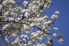 Pear Blossom Trees