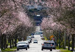 CANADA-VANCOUVER-CHERRY BLOSSOM