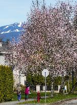 CANADA-VANCOUVER-CHERRY BLOSSOM