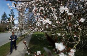 CANADA-VANCOUVER-CHERRY BLOSSOM
