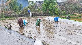 Farmers Raise Early Rice Seedlings in Yichun