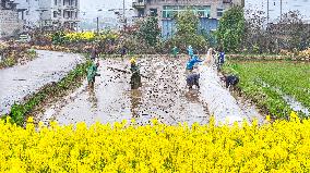 Farmers Raise Early Rice Seedlings in Yichun