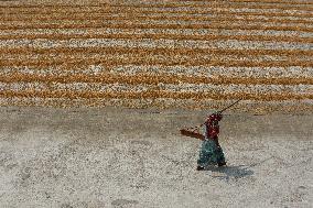 Rice Harvesting In India.