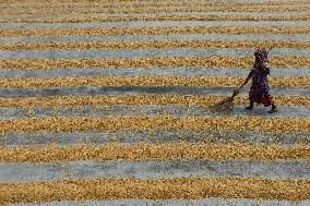 Rice Harvesting In India.