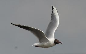 Black Headed Gull in flight - Rainham Marshes Nature Reserve
