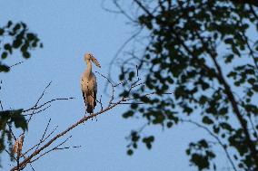 Asian Openbill Bird In Nepal.