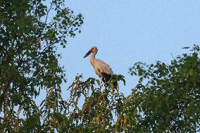 Asian Openbill Bird In Nepal.