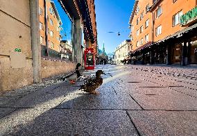 Mallard Ducks In Linköping, Sweden.