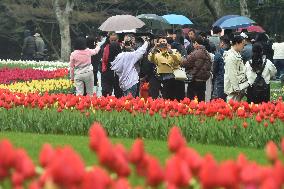 Tulips Tour in Hangzhou