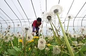 Spring Agriculture in Handan