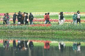 Tulips Tour in Hangzhou
