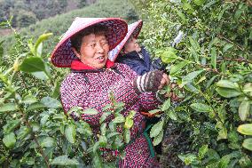 An Organic Tea Plantation in Huzhou