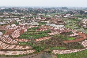Layered Rice Terraces in Nanning