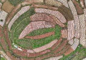 Layered Rice Terraces in Nanning