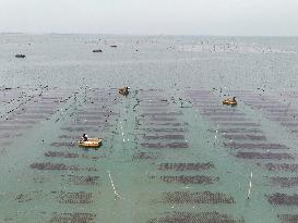 Seaweed Farmers in Lianyungang
