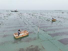 Seaweed Farmers in Lianyungang
