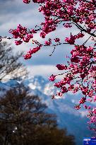 Cherry Blossoms in Lijiang