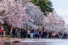 U.S.-WASHINGTON, D.C.-CHERRY BLOSSOMS