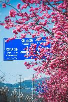 Cherry Blossoms in Lijiang