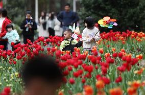 Tourists Visit Blooming Tulips at Nanling Botanical Garden in Chenzhou
