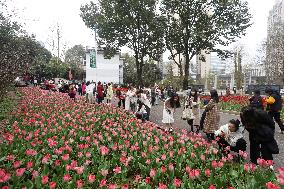 Tourists Visit Blooming Tulips at Nanling Botanical Garden in Chenzhou