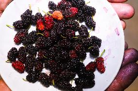 Agriculture In India - Mulberry Tree
