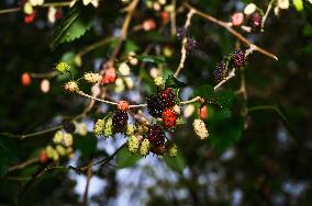 Agriculture In India - Mulberry Tree