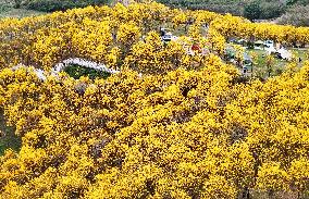 Blooming Tabebuia Chrysantha in Nannjing,