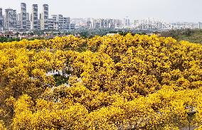 Blooming Tabebuia Chrysantha in Nannjing,