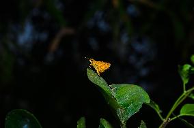 Skipper Butterfly - Potanthus - Animal India