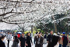 Cherry Blossoms at Nanjing Forestry University