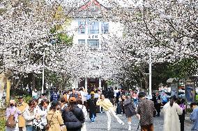 Cherry Blossoms at Nanjing Forestry University
