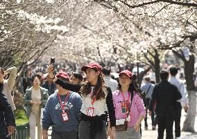Cherry Blossoms at Nanjing Forestry University