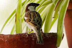 World Sparrow Day - India