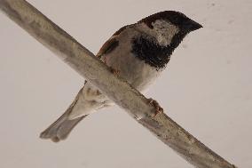 World Sparrow Day - India