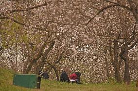 Spring Season In Kashmir