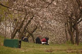 Spring Season In Kashmir