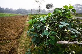 Lablab Purpureus - Lablab Bean - Agriculture In India