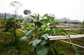 Lablab Purpureus - Lablab Bean - Agriculture In India