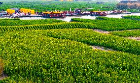 Rapeseed Flowers Tour in Xinghua