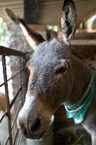 Burrolandia Sanctuary Works To Save Donkeys - Mexico