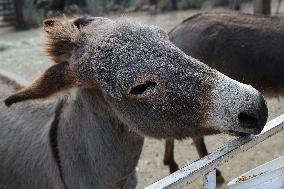 Burrolandia Sanctuary Works To Save Donkeys - Mexico