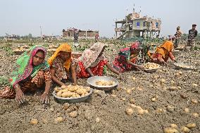 Harvesting Potatoes - Bangladesh