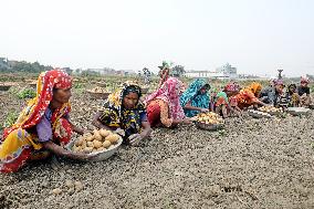 Harvesting Potatoes - Bangladesh