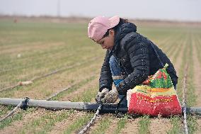 CHINA-XINJIANG-AGRICULTURE-SPRING-FARMING (CN)
